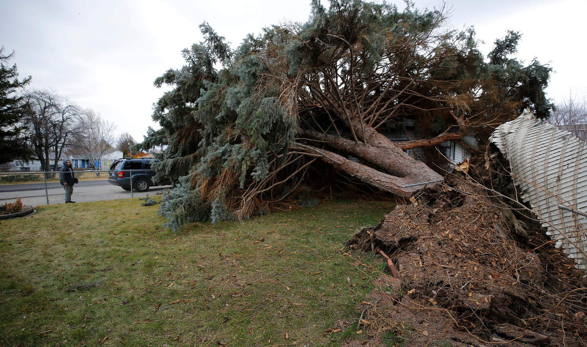 Christian Valdivia of Quality Tree Service inspects the tree Tuesday morning that was toppled by Monday’s strong wind gusts onto Pedro Mojica’s house at 7203 W. Arrowhead Avenue in Kennewick. A quick reacting delivery driver was caught on video running from the front door as the tree came down. No one was injured.