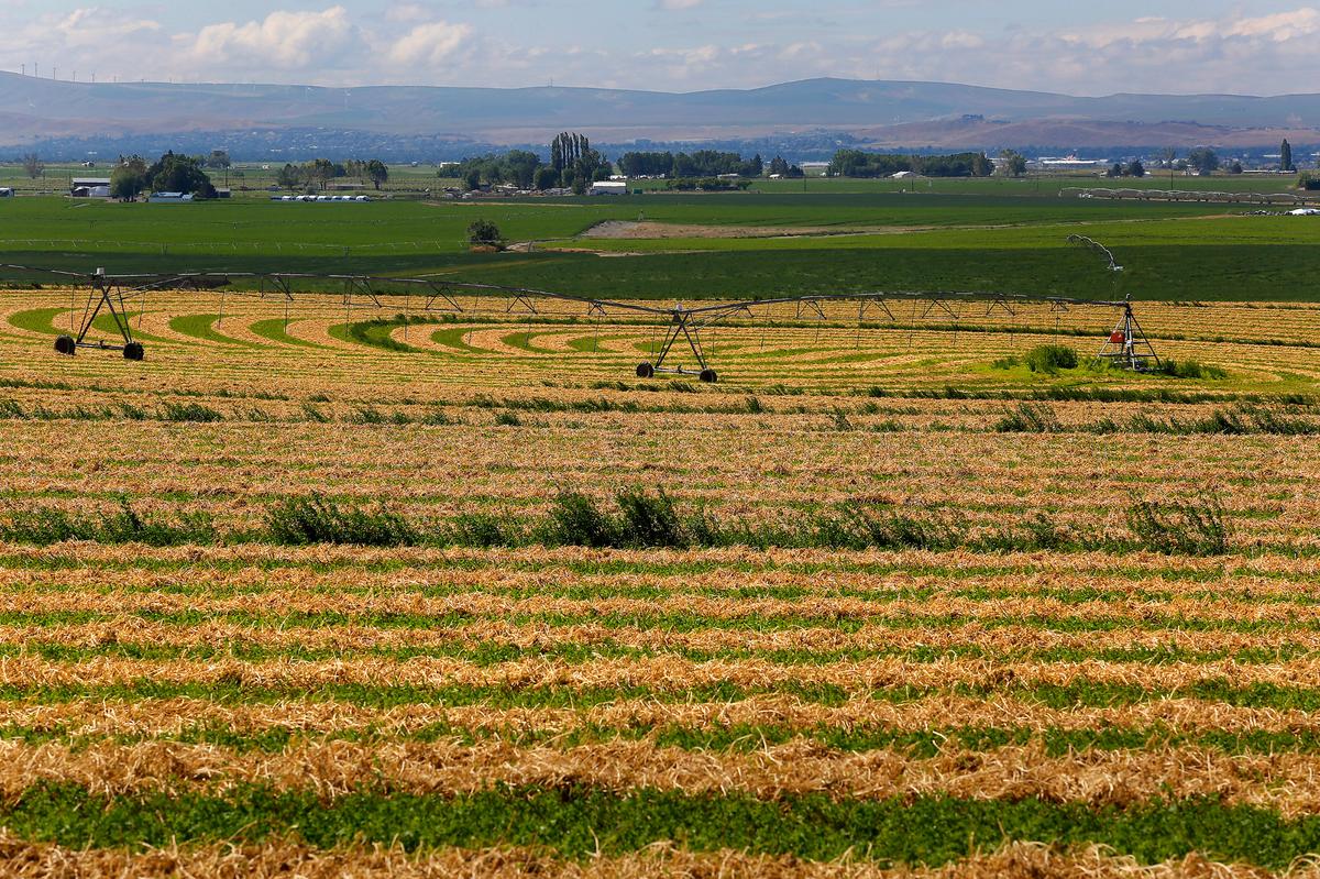 Rows of cut alfafla sit in an irrigated field recently on Alder Road west of Taylor Flats Road in Franklin County north of Pasco.