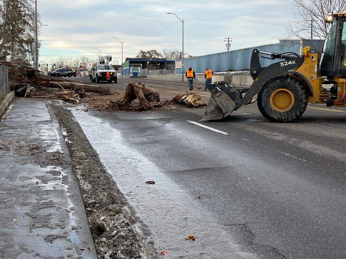 Pasco city crews remove a tree from the 900 block of 10th Avenue after it fell in Friday’s windstorm.