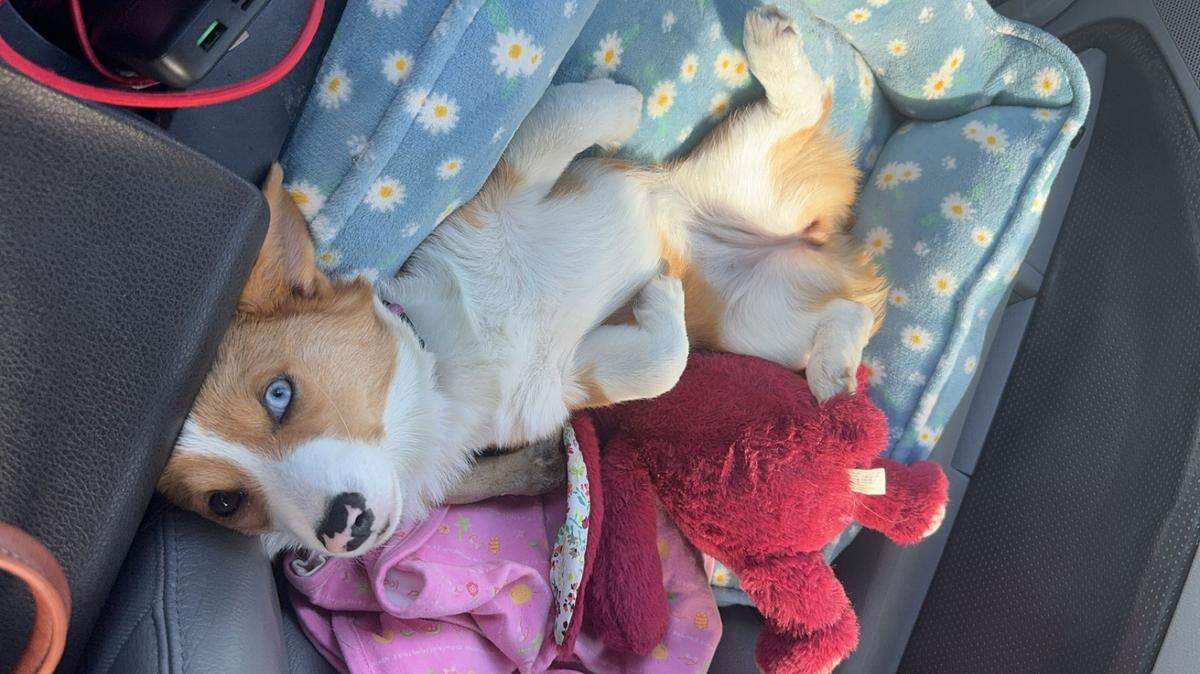 This 2-year-old corgi named Maple received more than half of the votes in the Tri-City Herald’s cutest dog contest.