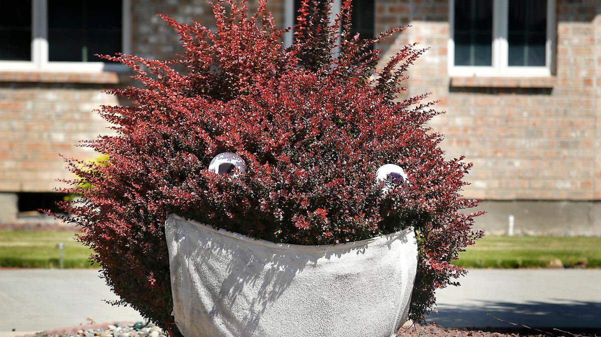 A barberry bush in the 700 block of South Kellogg Street in Kennewick decorated with a paper plates and a towel becomes a fun looking mask-wearing creature for passing drivers.