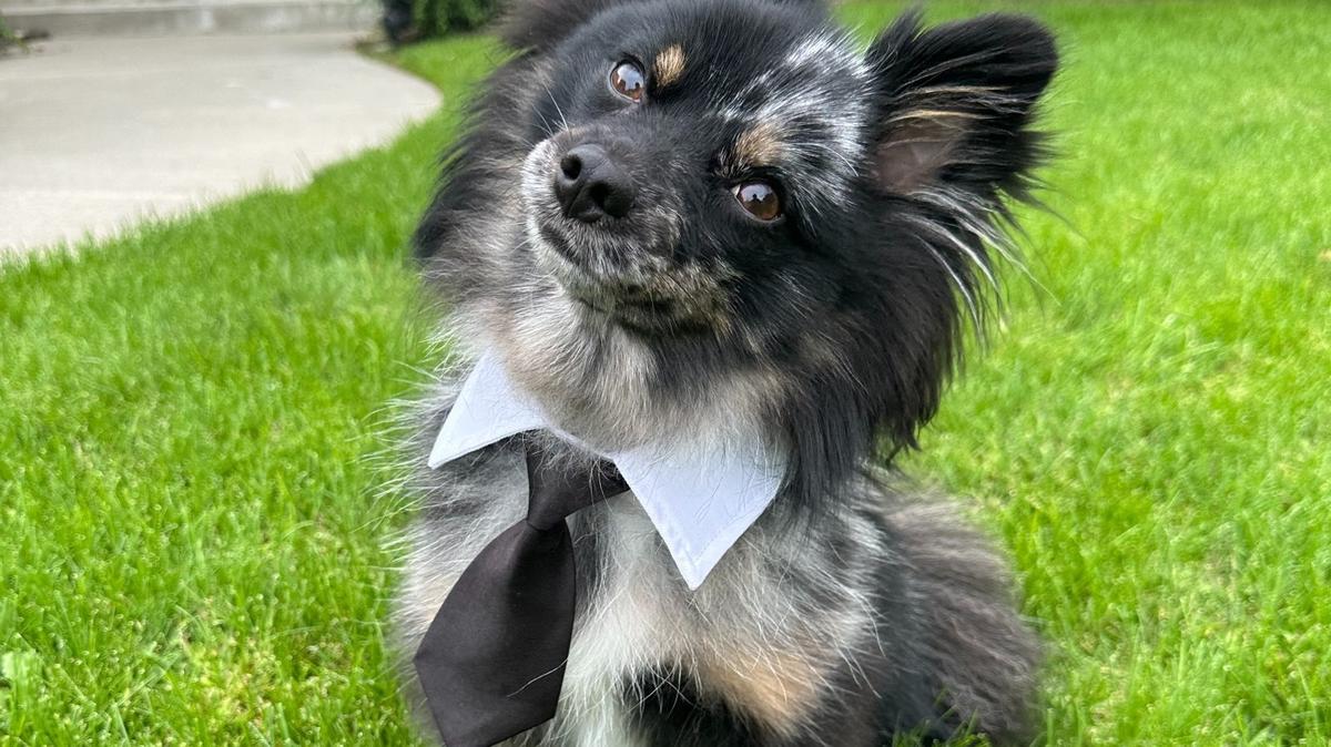 This 1-year-old pomsky, Bear, was voted the cutest dog in Tri-Cities.
