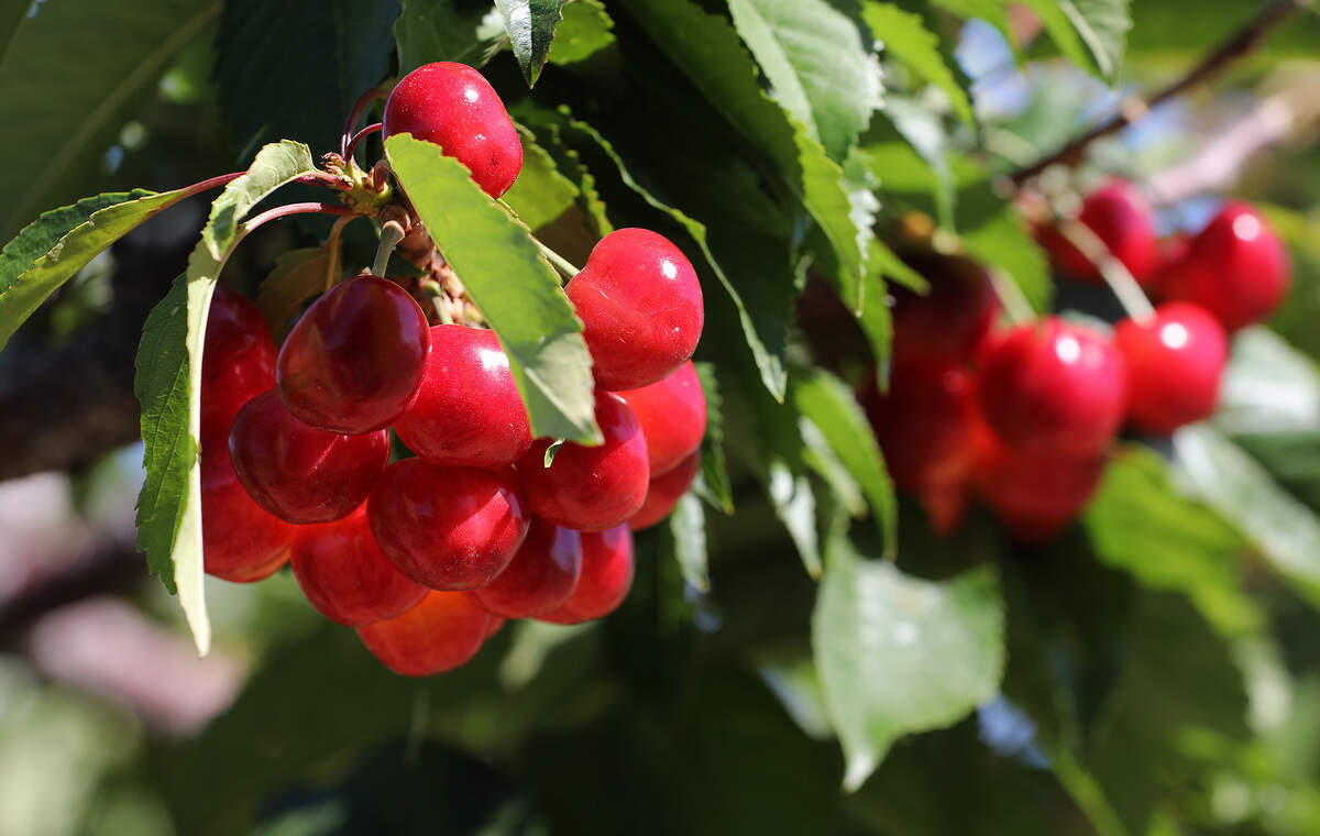 Ripe Rainier cherries ready for picking hang in a tree at the u-pick Ray French Orchard off Kennedy Road in Richland.