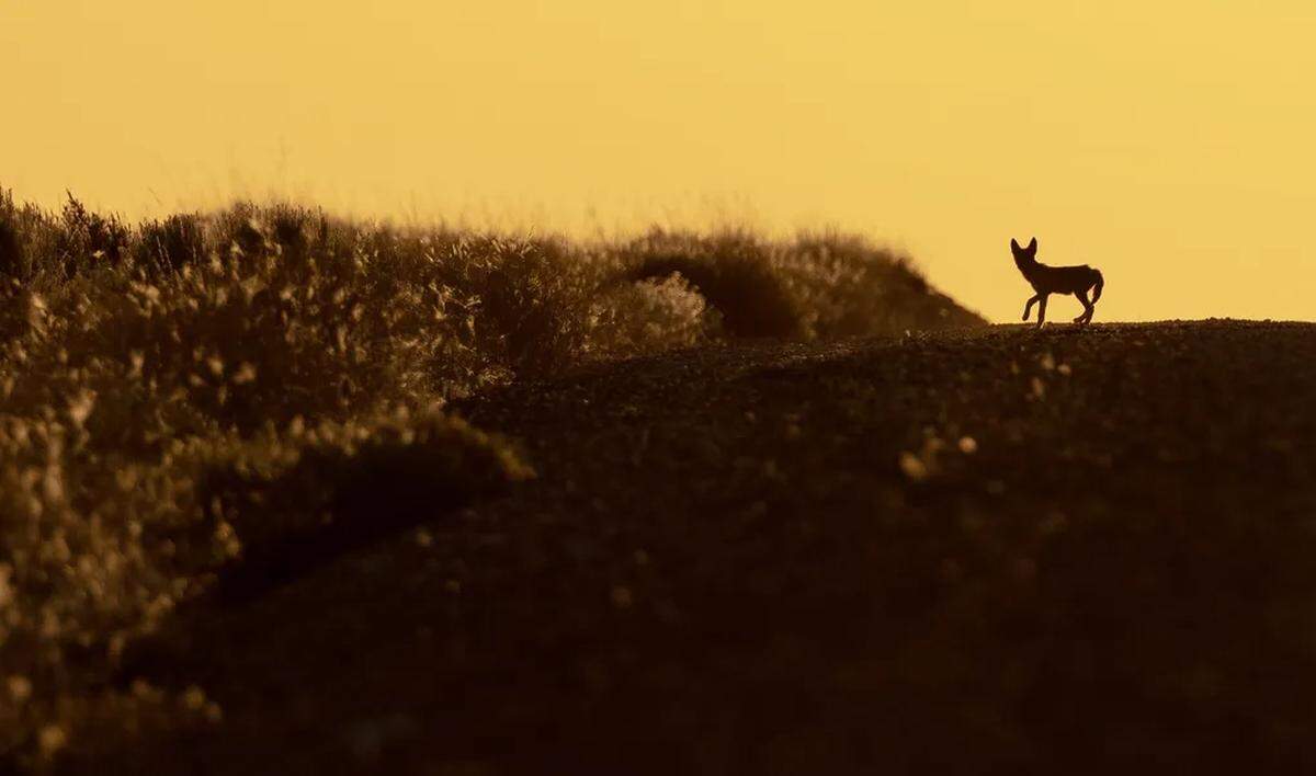 A coyote pup walks across a road in the Hanford Reach National Monument on July 8.