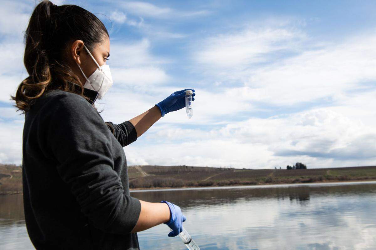 PNNL technician Lupita Renteria takes samples from the Columbia River in support of WHONDRS — a research consortium that aims to understand coupled hydrologic, biogeochemical and microbial function within river corridors.
