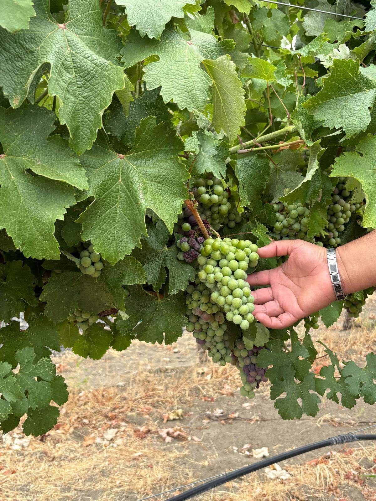 Victor Palencia examines a bunch of grapes currently growing in his vineyards at the Palencia Estate in Benton City.