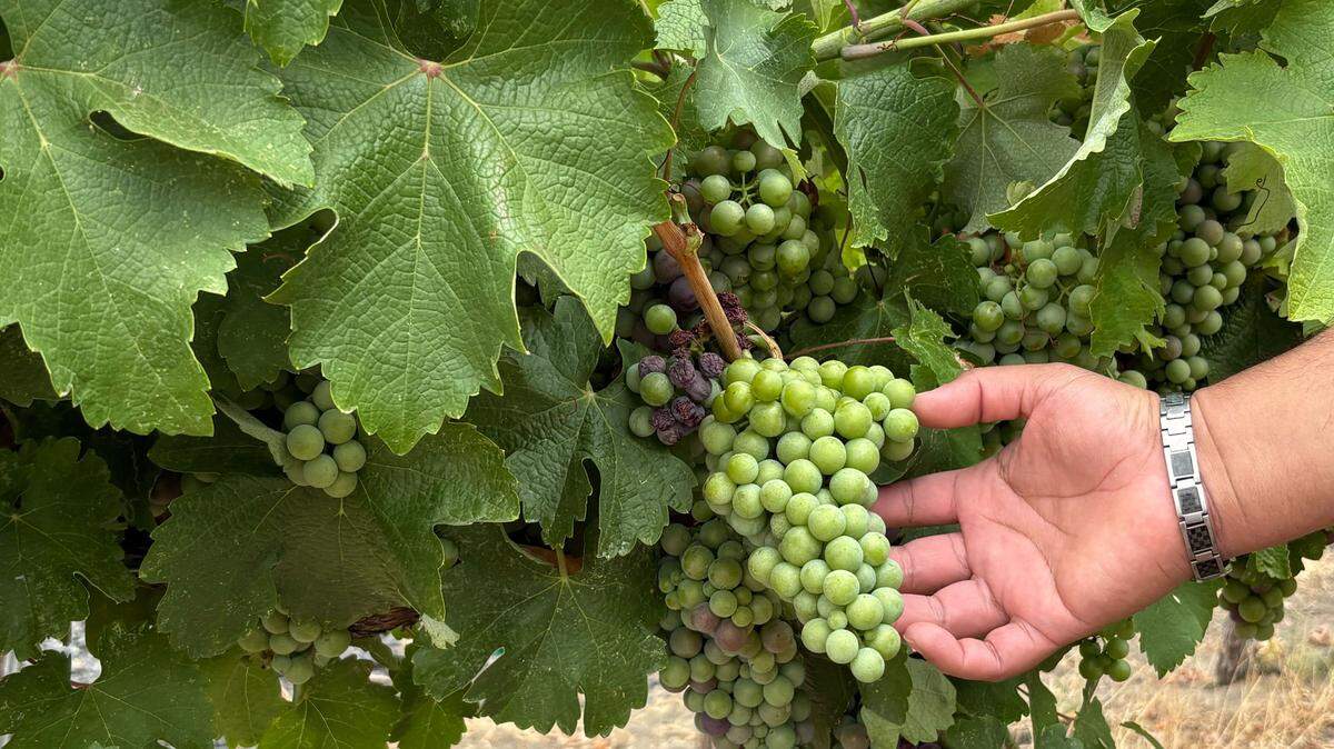 Victor Palencia examines a bunch of grapes currently growing in his vineyards at the Palencia Estate in Benton City.