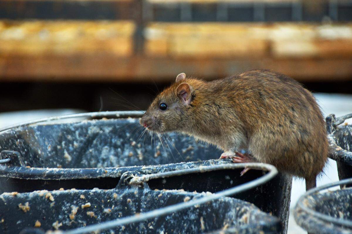 A rat perches on the brim of a trash can. Sacramento is one of the 20 most rodent-infested cities in the United States, according to pest control company Orkin.