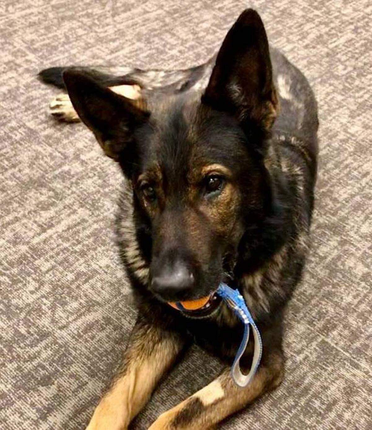 Recently retired Pasco K9 Lemon has died, the Pasco Police Department announced Monday morning.