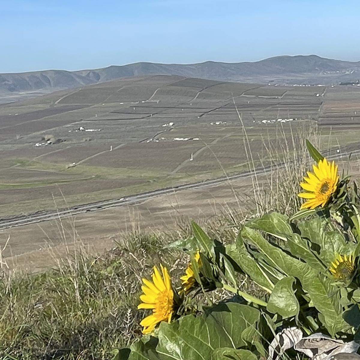 Views south toward Interstate 82 from Candy Mountain near West Richland.