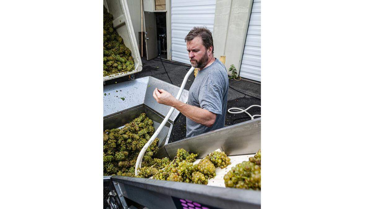 Shane Howard, head winemaker for Pondera Winery in Woodinville, Wash., brings in Chardonnay from Stillwater Creek Vineyard on Sept. 17, 2020.