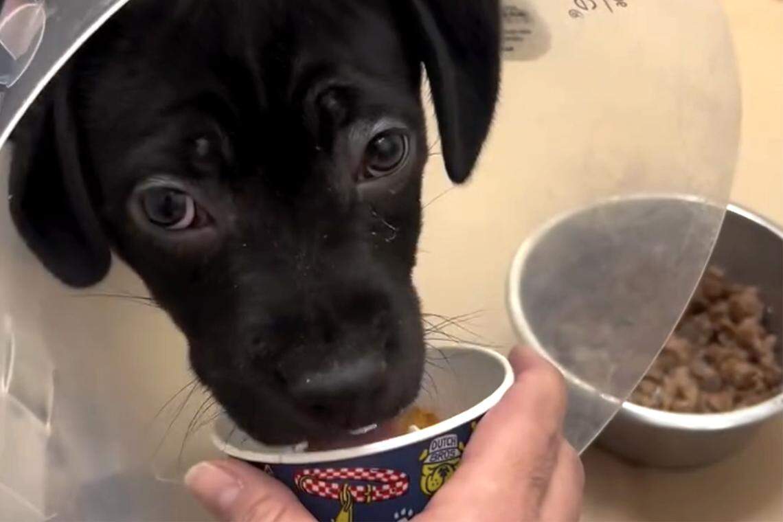 Julie Saraceno holds a cup filled with whipped cream and a dog treat for a puppy at the Benton Franklin Humane Society in Kennewick. A local Dutch Bros. coffee stand donated treats for all the shelter dogs.