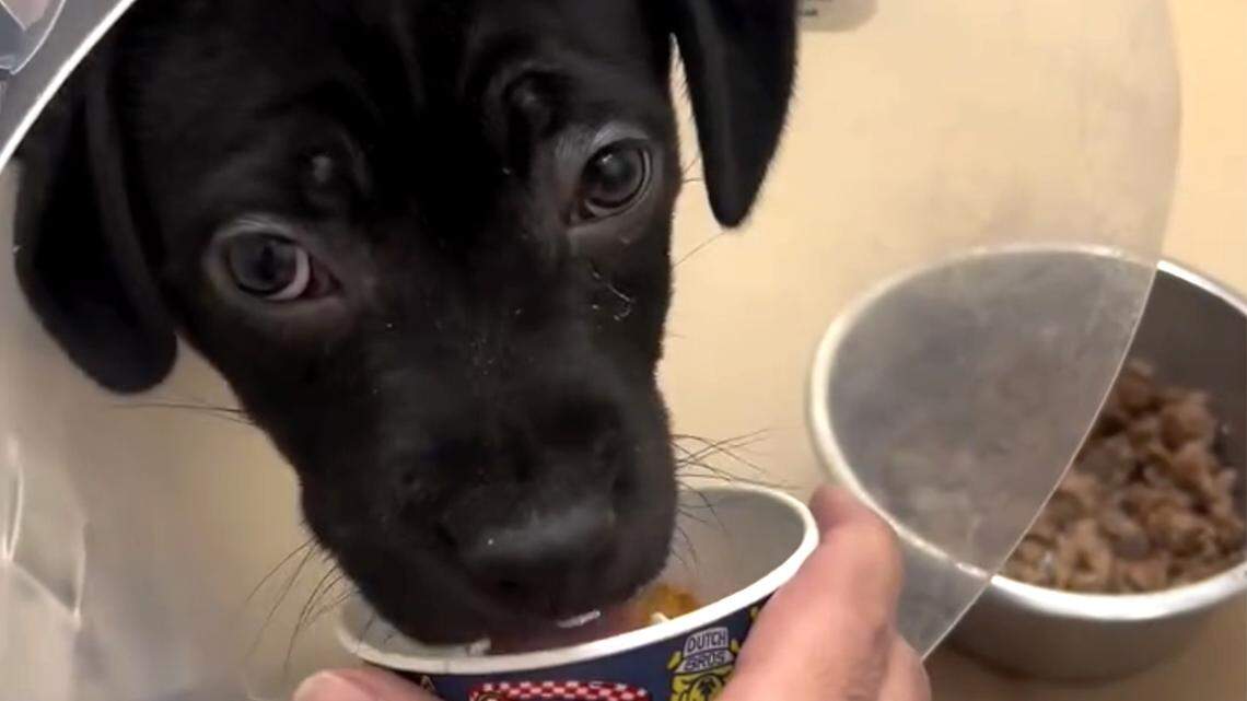 Dutch Bros baristas’ doggie good deed goes viral with 1 million likes