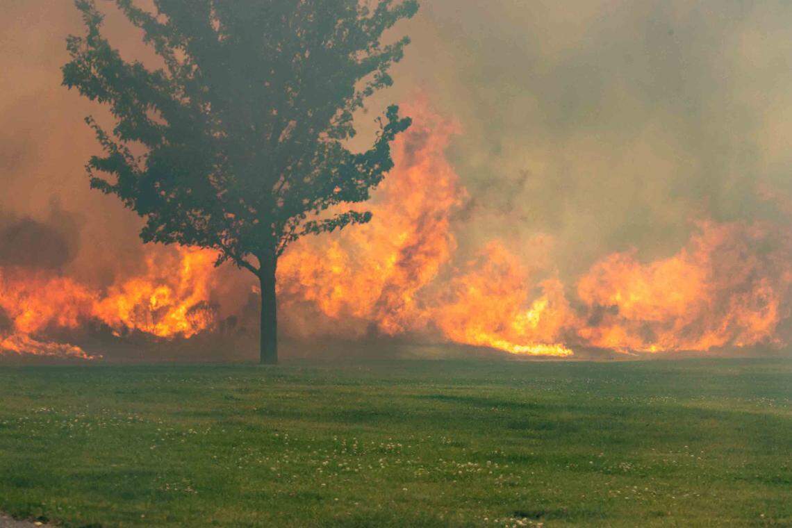 Fire gobbles up ground and this tree at Inspiration Park.