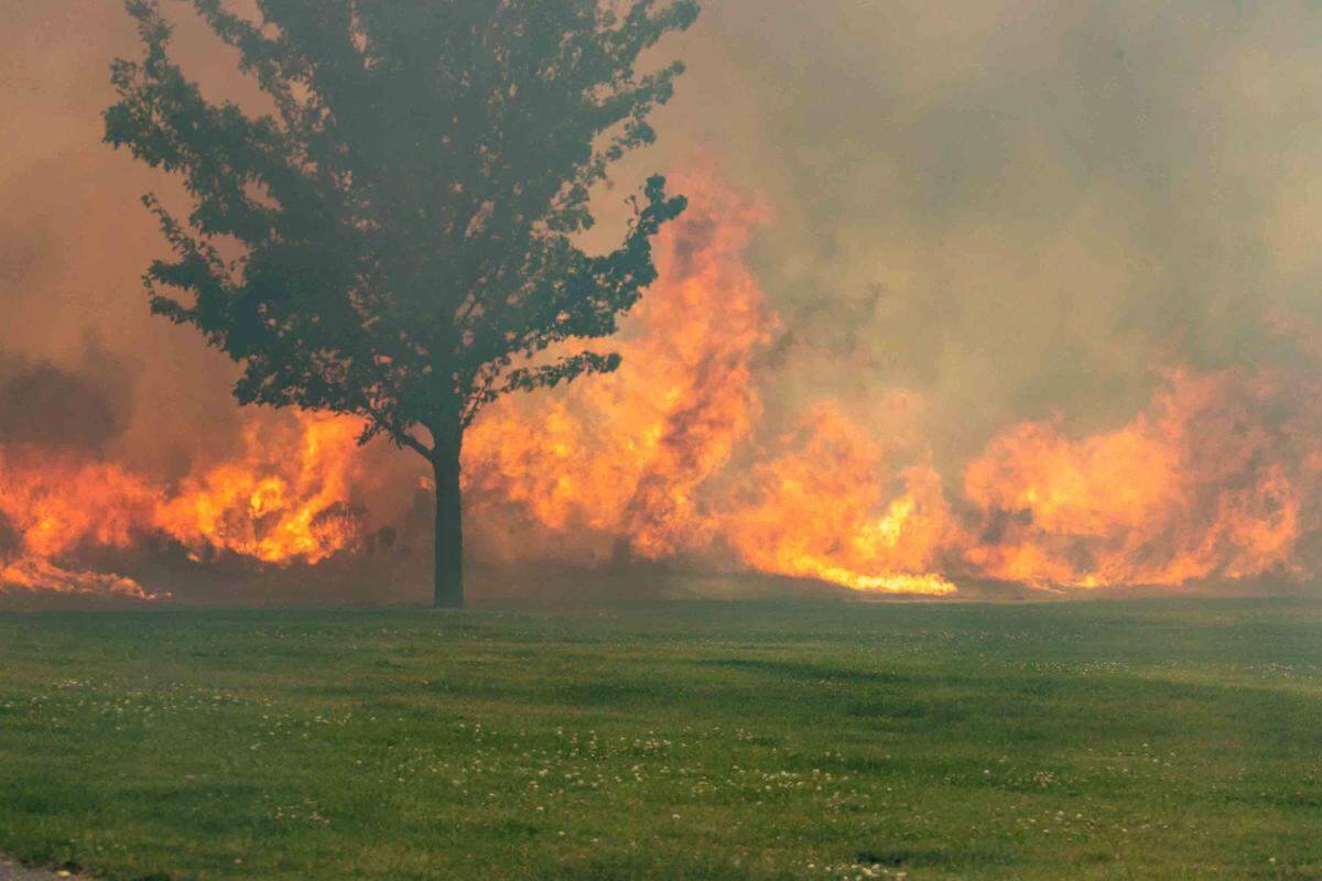 Fire gobbles up ground and this tree at Inspiration Park.