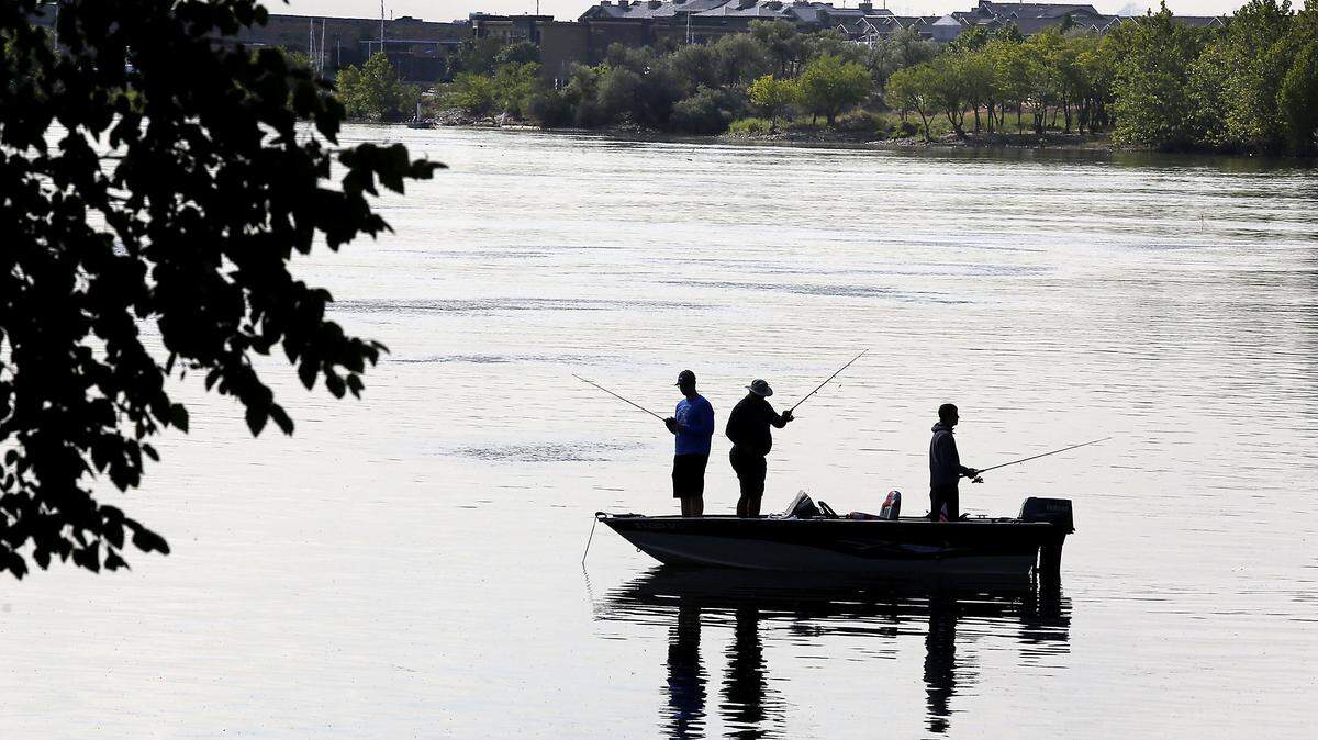 Anglers cannot keep sockeye caught in the Columbia River in the Tri-City area starting Aug. 6 as the sockeye wait for cooler water to move up the Yakima River.