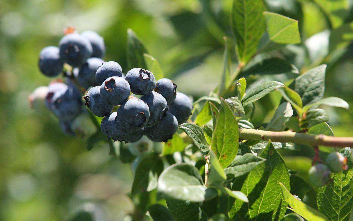 Blueberries have been found to reduce glucose/insulin spikes after eating a high fat/high sugar meal.