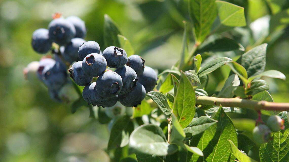 Blueberry grower near Tri-Cities to pay $350,000 for worker rape, harassment claims