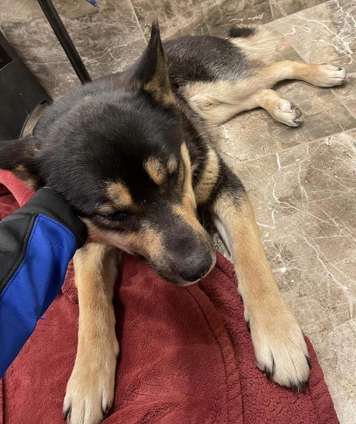 West Richland Police raised money to help Cody get surgery after the pup was found with a severe leg injury.