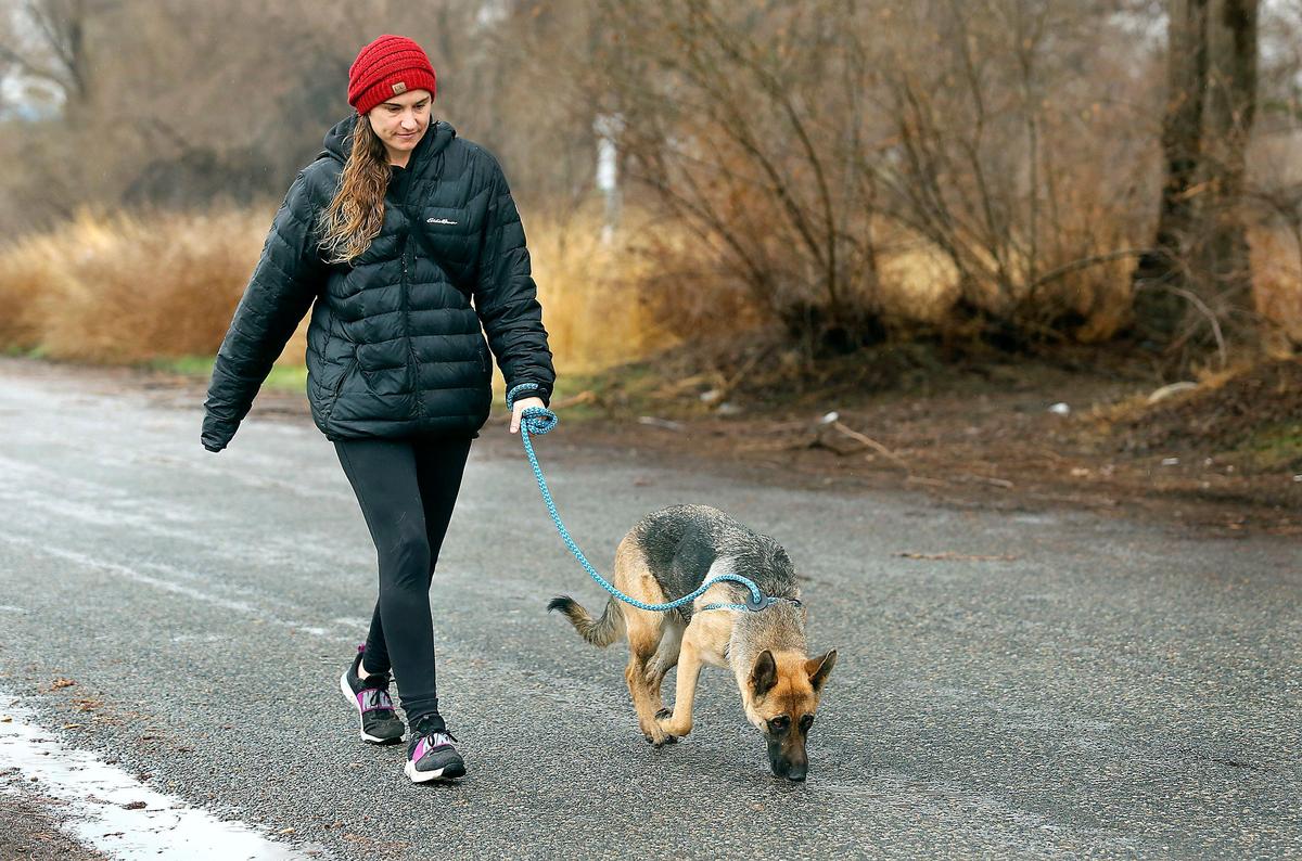 Volunteer Julie Webb recently walks a German shepherd named Mary Sue on a road near the Tri-Cities Animal Shelter in Pasco. Webb is leading the rally of city officials and community members for support to replace the aging facility with a more modern and functional building. Watch a video at: tricityherald.com/videos