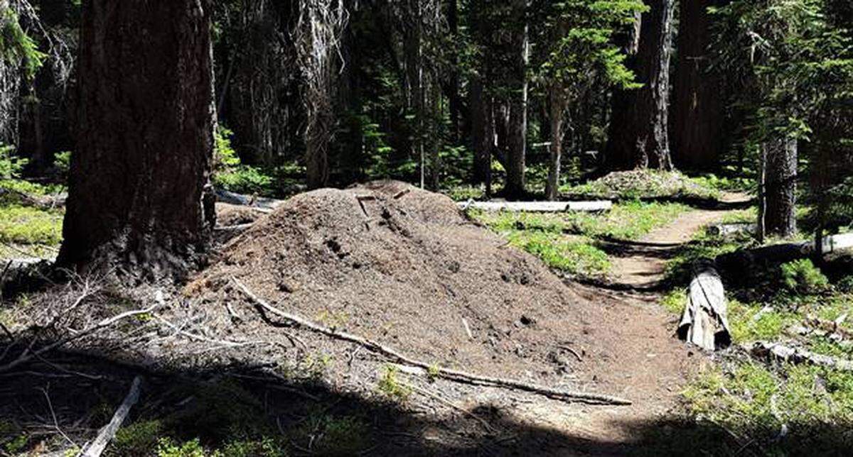 Giant Ant Hill along the Bumping Lake Trail.