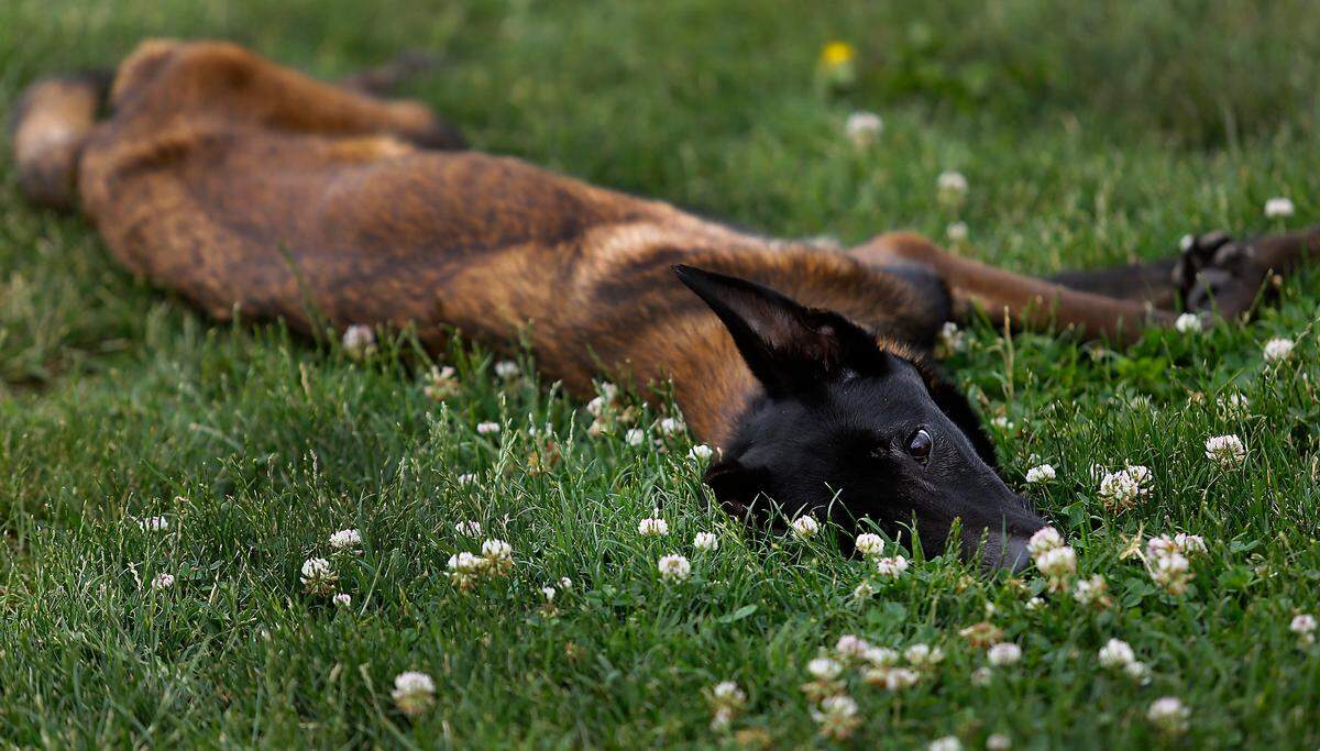 Bright and attentive eyes peer from the grass as Ahsoka, an emacitated Belgian Malinois discovered wandering near Pasco High School, plays in the puppy area at Mattox Dog Training Academy near Eltopia in rural Franklin County.