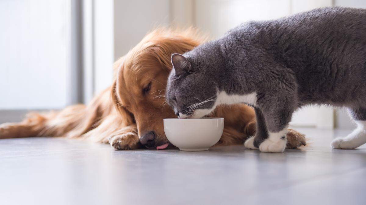 Pet food made in Oregon is being voluntarily recalled after testing positive for avian influenza virus. A cat that ate it died.