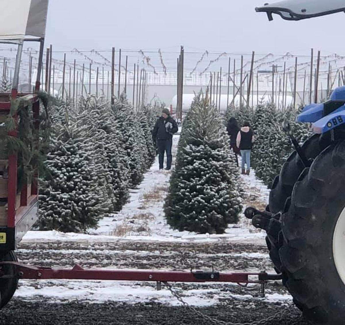 Gasseling Ranches Christmas Tree Farm in Wapato will have a bonfire with s’mores along with reindeer on site for this year’s season.