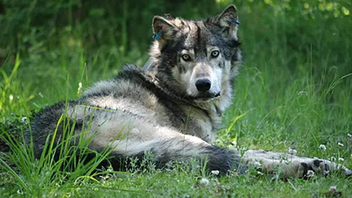Wolf shot from roadway south of Pendleton. Tip may lead to reward