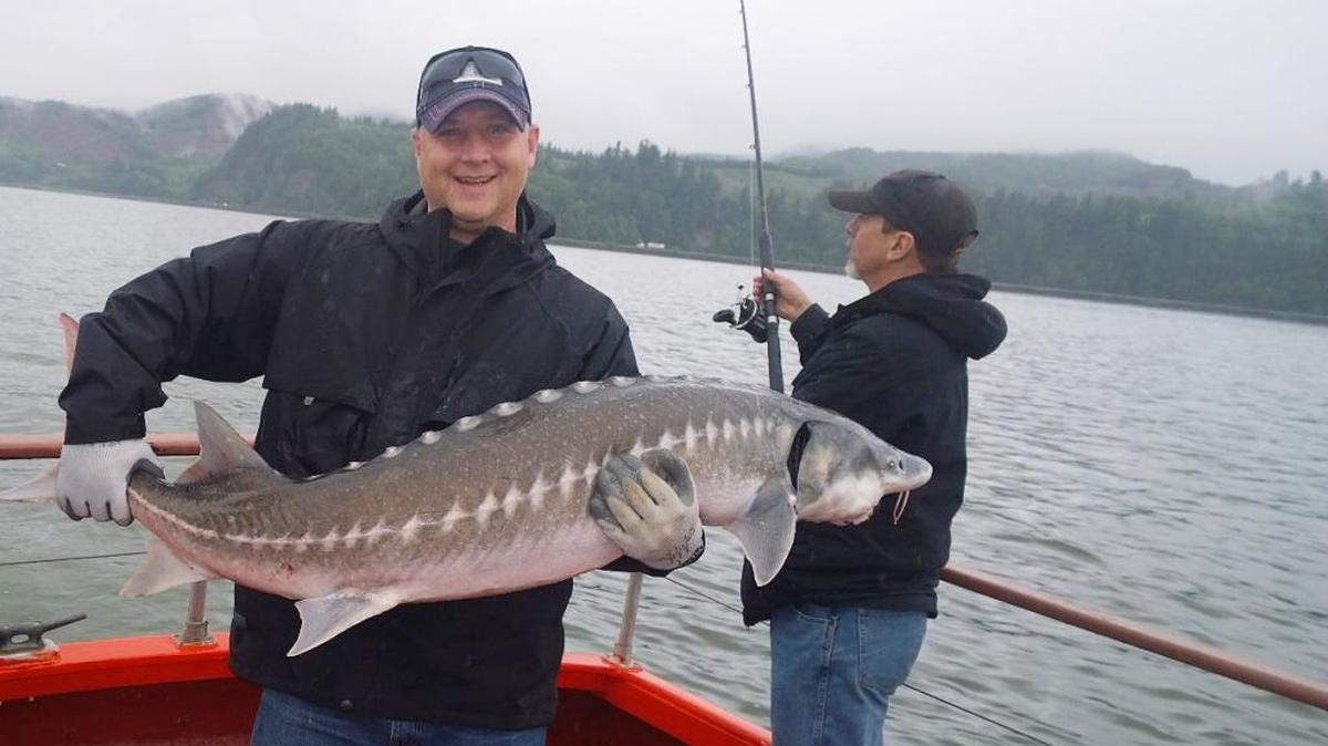 The Washington Fish and Wildlife Commission wants catch-and-release sturgeon fishing ended in the lower Columbia River to help protect the troubled population.