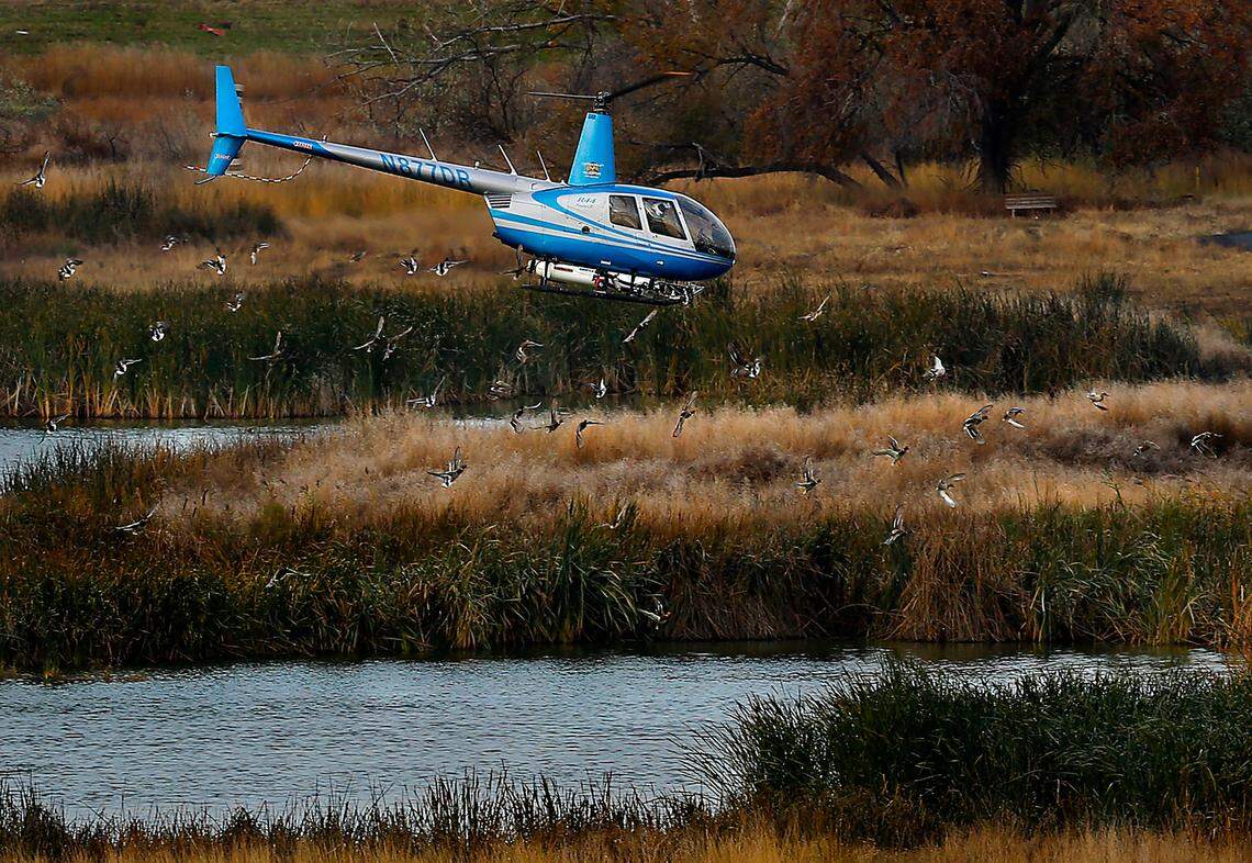 Ducks take flight as a helicopter swoops low to the water spraying rotenone, a toxicant being used to eliminate non-native carp, in the ponds at the McNary National Wildlife Refuge in Burbank. The U.S. Fish and Wildlife project is being done to increase the available aquatic plants consumed by waterfowl and other wildlife.