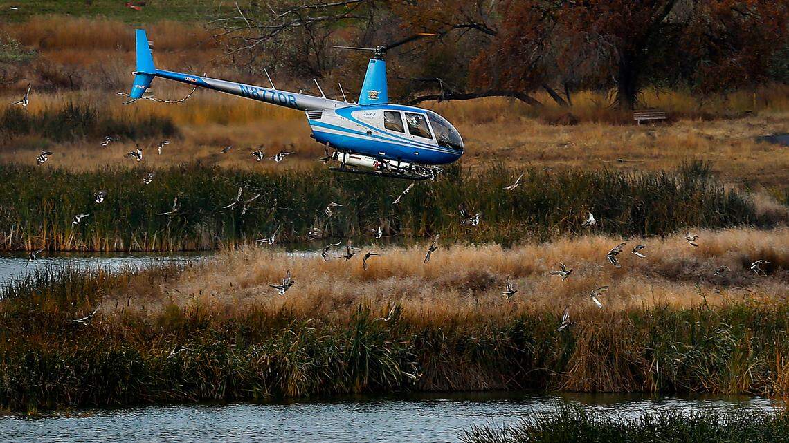 Fish & Wildlife kill carp at ponds south of Pasco. Watch for eagles flocking in to feast