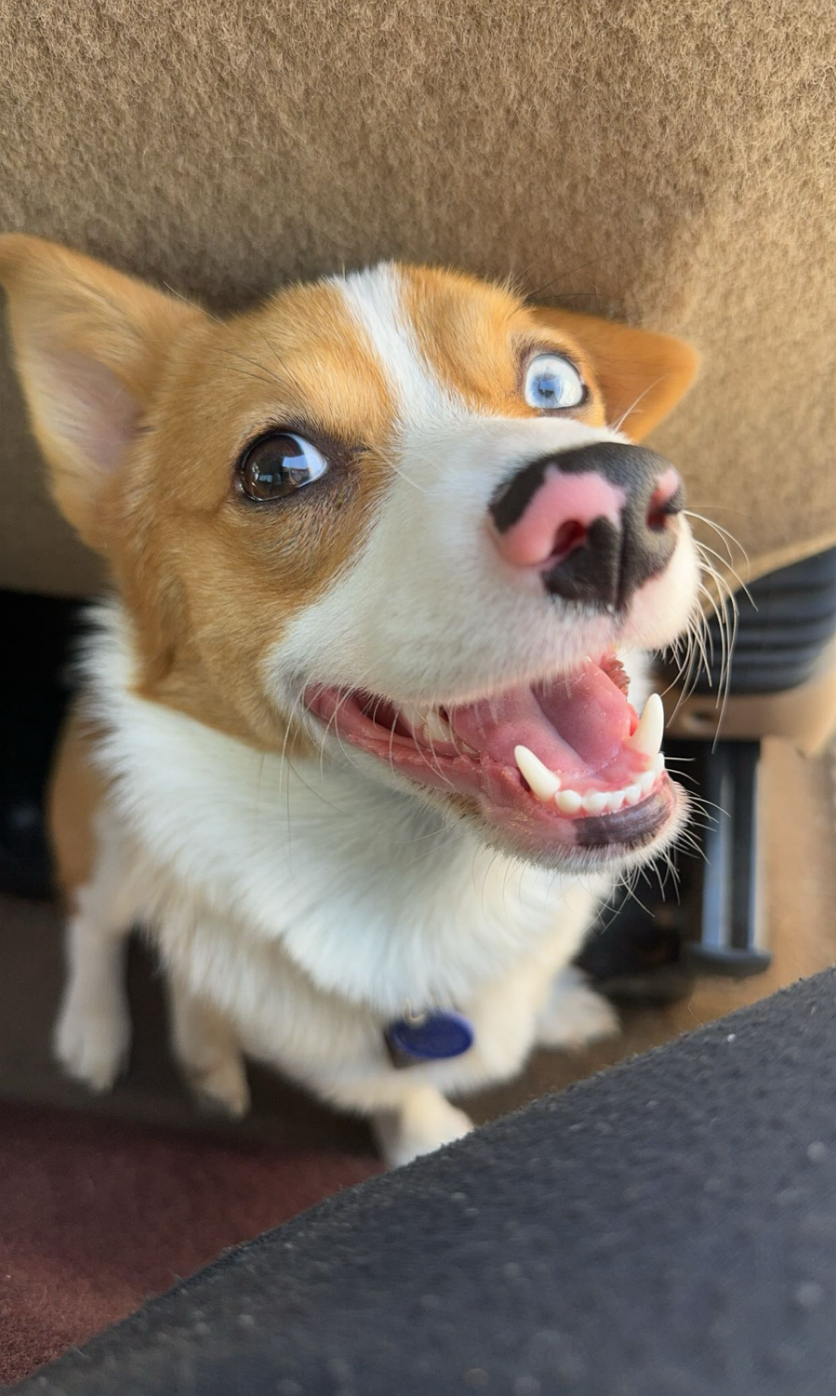 Maple’s owner called her a super bubbly, sassy corgi.