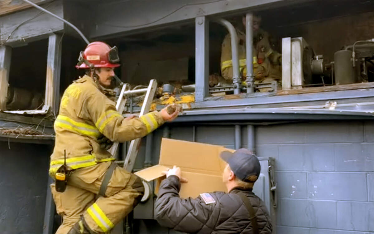 Firefighters rescued five kittens after they escaped the worst of the El Tequilas restaurant fire while hiding in the attic space. The soot covered and water soaked kittens were taken in by the Tri-City Animal Shelter, and were fostered at the Tri-City Kitty Rescue.