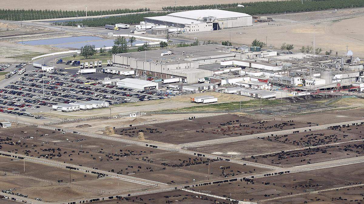 Tyson Foods is suing Easterday Ranches, north of Pasco, for allegedly charging on 200,000 cattle that never existed. The beef processing company, with a plant pictured near Wallula, is seeking more than $225 million to offset market losses.