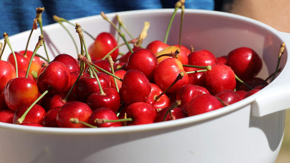 Here’s where to find cherries in Bellingham area – and how to pick perfect fruit