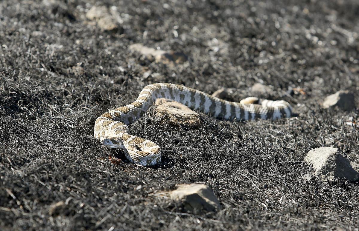 A rattlesnake crawls through a burned area south of Prosser.