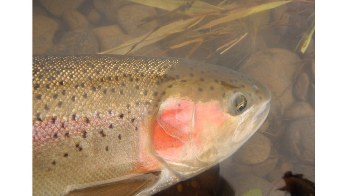 Steelhead that migrate into the lower Walla Walla River in early November arrive bright and sassy.