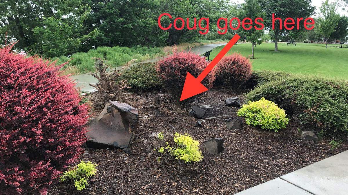 The bronze statue of a cougar is missing from a Richland park.