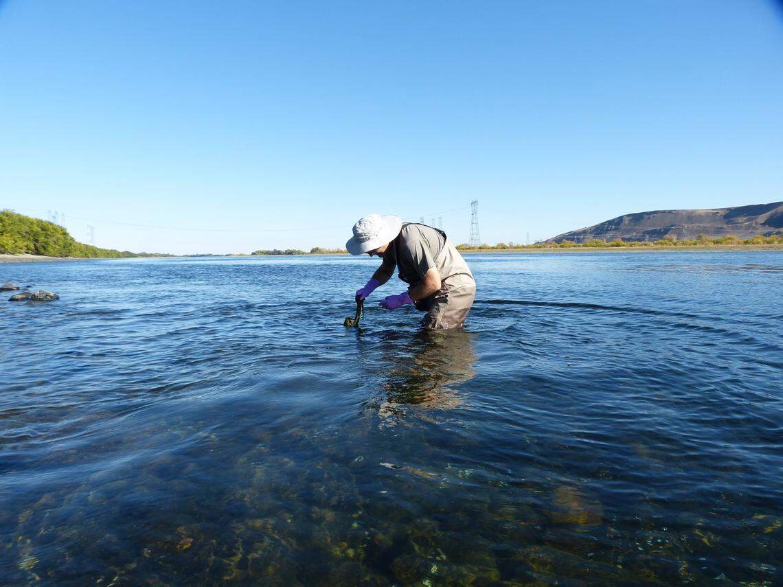 The Benton Franklin Health District began its seasonal testing for toxic algae in the Columbia River near the Tri-Cities on June 23.