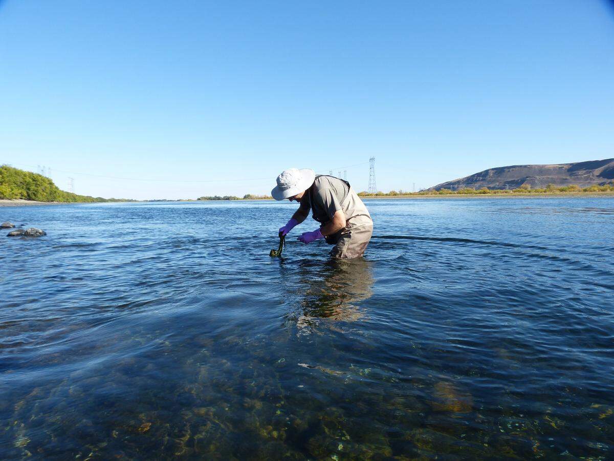 The Benton Franklin Health District continues testing for toxic algae in the Columbia River near the Tri-Cities.