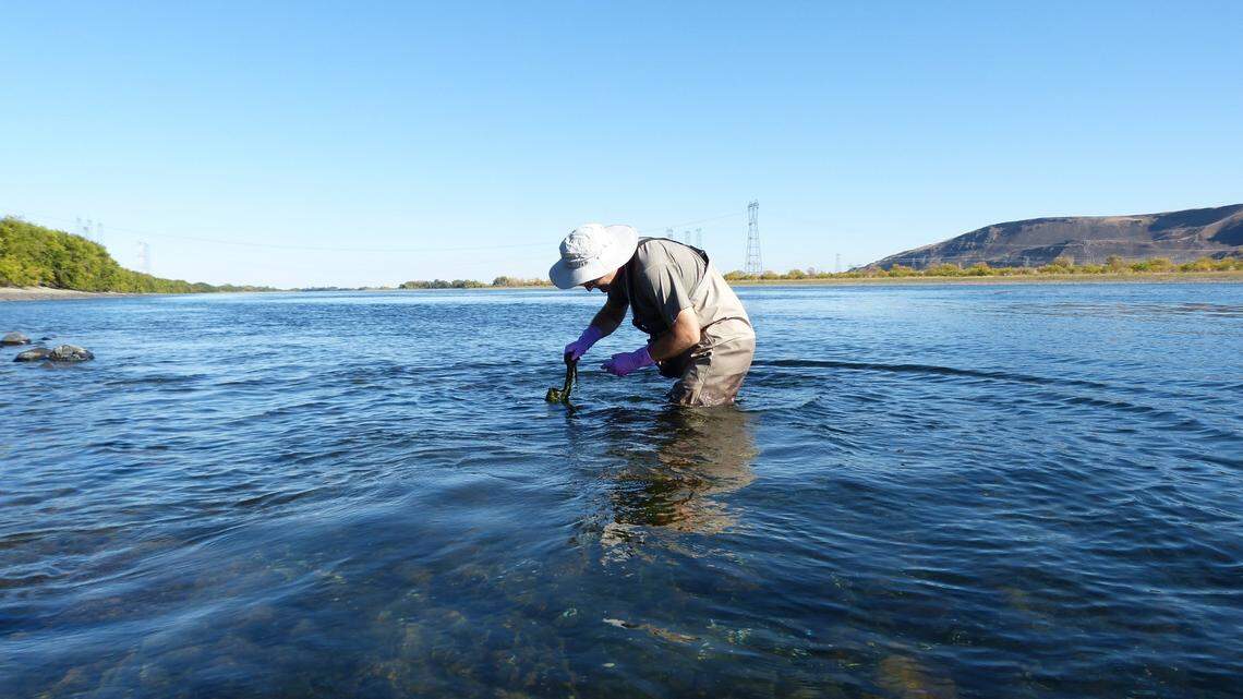 9 dogs sickened. Toxic algae testing begins in Tri-Cities area rivers and lakes