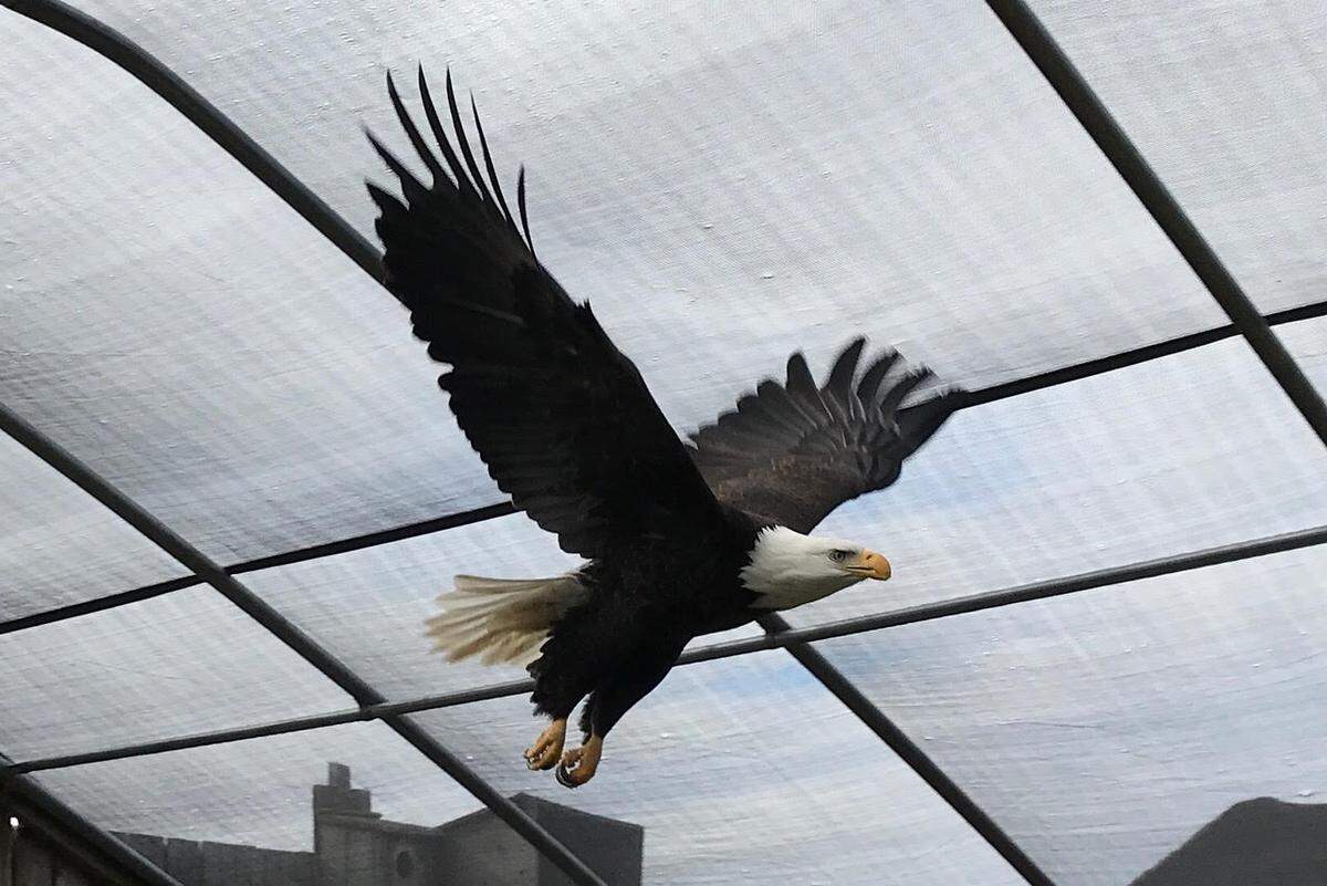 This bald eagle’s beak was trimmed back to remove a cracked portion. It has since grown back to normal, but the eagle did not recover from a shoulder injury well enough to be returned to the wild.