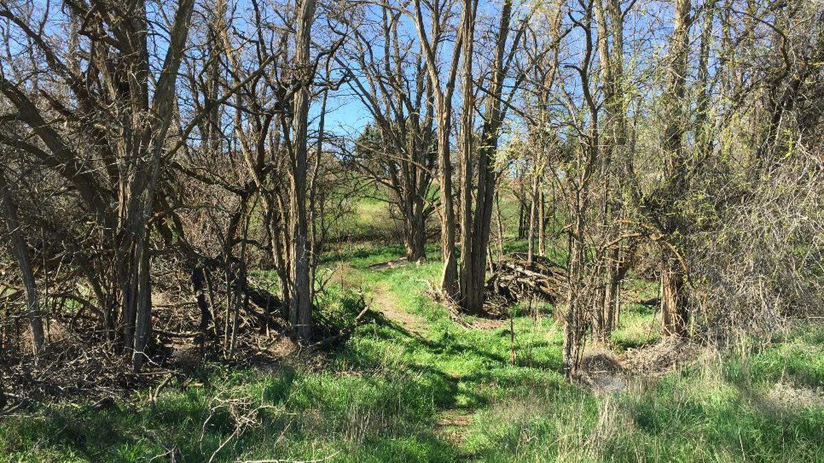 A 56-year-old man was found drying marijuana plants on the ground in the James Lawless Park in Richland. He then allegedly fought with police and tried to take an officer’s Taser device from his hand.