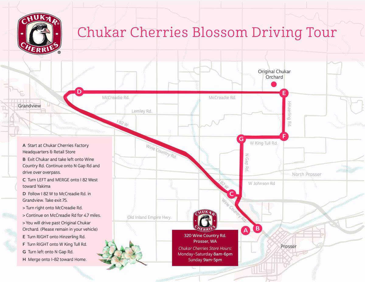 The 2026 route for the Chukar Cherries cherry blossom driving tour starts at the sweet treat factory headquarters, heads toward Grandview on I-82 and takes rural roads through vineyards, apple orchards and other crops.
