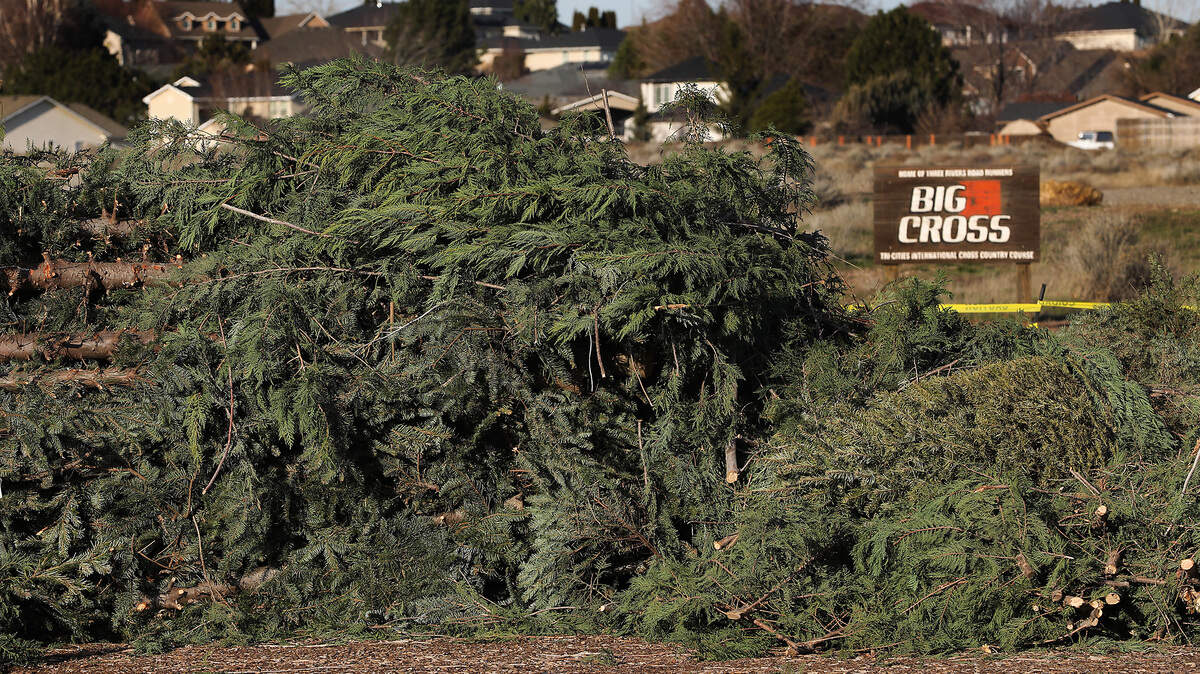Pasco and Franklin County are partnering to accept real, undecorated trees for disposal and recycling. Trees can be dropped at the Big Cross facility located along Road 36 off Argent Road in Pasco.. Donated trees will get a second life, and will be chipped and reused to improve the running path at the course. The free service is offered until Monday, Jan. 19. 