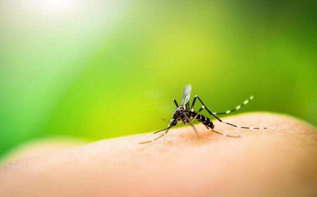 Plenty of mosquitoes are expected in the Tri-Cities area in the coming weeks due to a rainy spring.