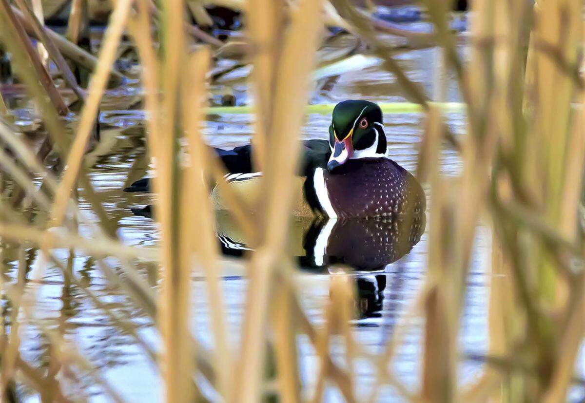 Wood duck peeks through the weeds in the Burbank slough at the McNary National Wildlife Refuge.