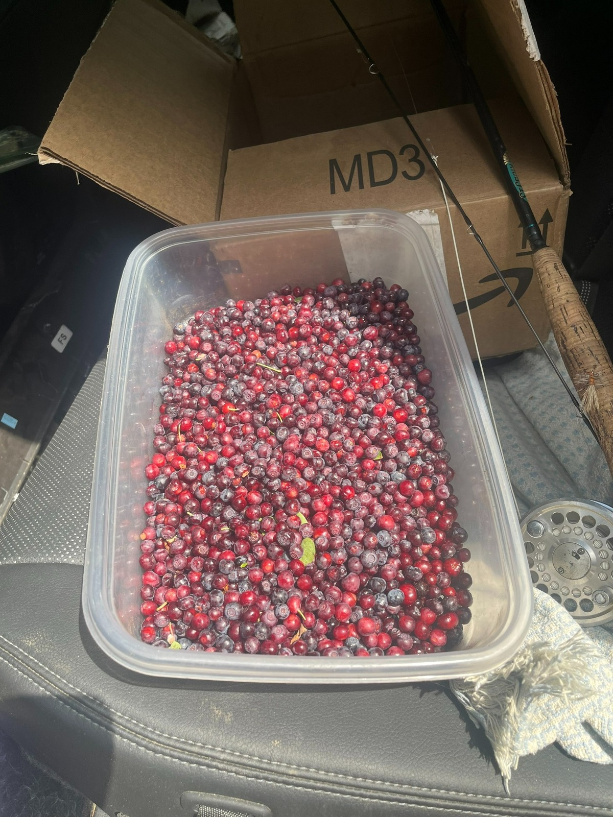 Two quarts of Blue Mountain huckleberries in two hours of picking is a good harvest.