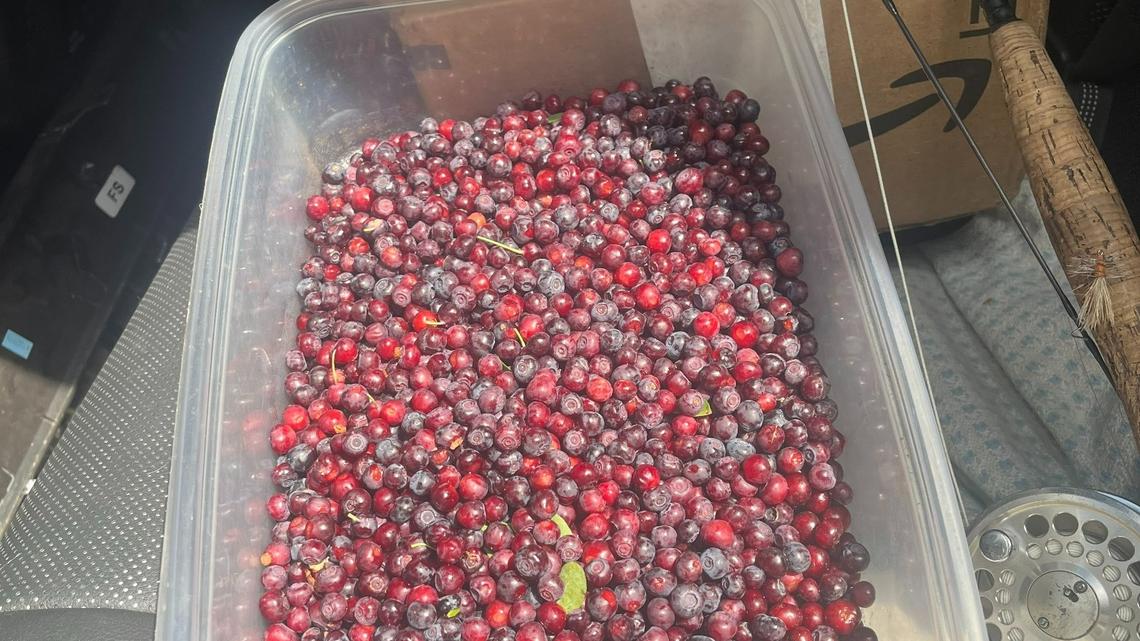 Outdoors | Find your huckleberry heaven in the Northwest — one precious berry at a time